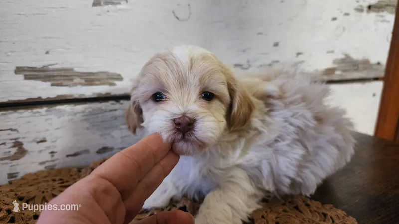Leo  – Poodle - Miniature , Mal Shi puppy for sale in Greenwood, WI