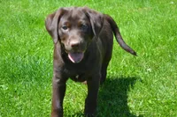 Londa, a female Labrador Retriever for sale in Greenwood, WI – 3 of 5