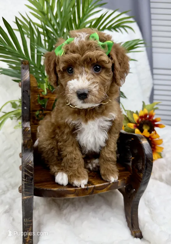 Green – Poodle - Miniature  puppy for sale in Huntington, WV