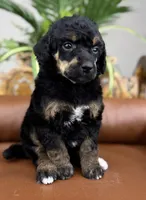 Journey, a female Poodle - Standard  for sale in Huntington, WV – Photo 2 of 6