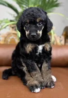 Journey, a female Poodle - Standard  for sale in Huntington, WV – Photo 5 of 6