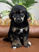 Journey, a female Poodle - Standard  for sale in Huntington, WV – Photo 3 of 6