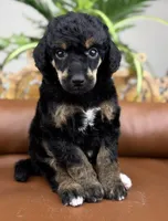 Journey, a female Poodle - Standard  for sale in Huntington, WV – Photo 4 of 6