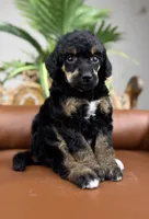 Journey, a female Poodle - Standard  for sale in Huntington, WV – Photo 6 of 6