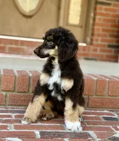 Sierra, a female Poodle - Standard  for sale in Huntington, WV – Photo 6 of 10