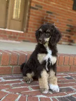 Sierra, a female Poodle - Standard  for sale in Huntington, WV – Photo 10 of 10