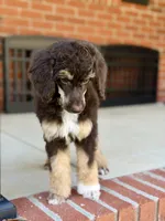 Sierra, a female Poodle - Standard  for sale in Huntington, WV – Photo 5 of 10