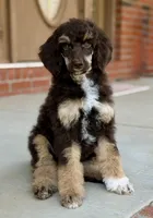 Sierra, a female Poodle - Standard  for sale in Huntington, WV – Photo 3 of 10