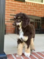 Sierra, a female Poodle - Standard  for sale in Huntington, WV – Photo 8 of 10
