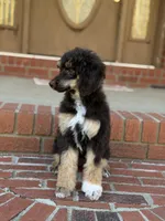 Sierra, a female Poodle - Standard  for sale in Huntington, WV – Photo 7 of 10