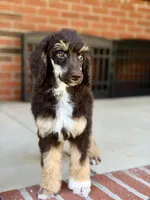 Sierra, a female Poodle - Standard  for sale in Huntington, WV – Photo 4 of 10