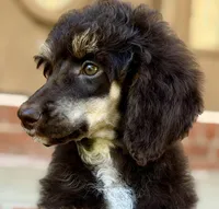 Sierra, a female Poodle - Standard  for sale in Huntington, WV – Photo 2 of 10