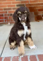 Sierra, a female Poodle - Standard  for sale in Huntington, WV – Photo 9 of 10