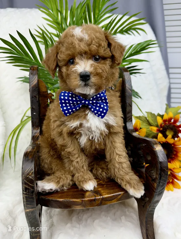 Blue – Poodle - Miniature  puppy for sale in Huntington, WV