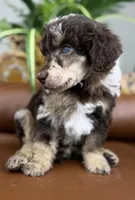 Ranger, a male Poodle - Standard  for sale in Huntington, WV – Photo 4 of 8