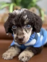 Ranger, a male Poodle - Standard  for sale in Huntington, WV – Photo 2 of 8