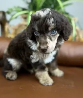 Ranger, a male Poodle - Standard  for sale in Huntington, WV – Photo 3 of 8