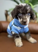 Ranger, a male Poodle - Standard  for sale in Huntington, WV – Photo 5 of 8