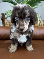 Ranger, a male Poodle - Standard  for sale in Huntington, WV – Photo 7 of 8