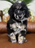 Atlas, a male Poodle - Standard  for sale in Huntington, WV – Photo 3 of 7