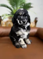 Atlas, a male Poodle - Standard  for sale in Huntington, WV – Photo 7 of 7