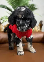 Atlas, a male Poodle - Standard  for sale in Huntington, WV – Photo 2 of 7