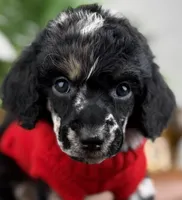 Atlas, a male Poodle - Standard  for sale in Huntington, WV – Photo 1 of 7