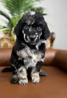 Atlas, a male Poodle - Standard  for sale in Huntington, WV – Photo 6 of 7