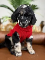 Atlas, a male Poodle - Standard  for sale in Huntington, WV – Photo 4 of 7