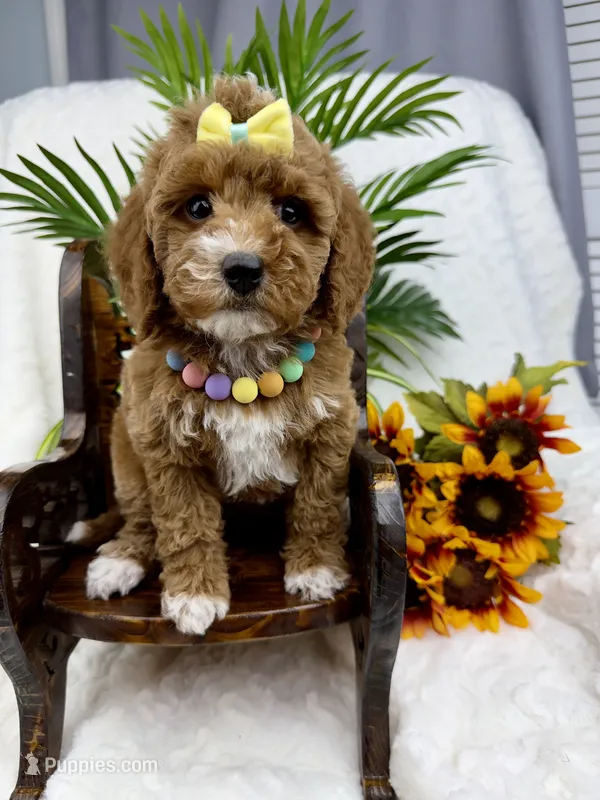 Gray – Poodle - Miniature  puppy for sale in Huntington, WV