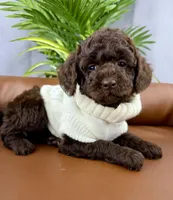 Coco, a female Poodle - Miniature  for sale in Huntington, WV – Photo 3 of 3