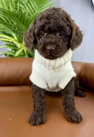 Coco, a female Poodle - Miniature  for sale in Huntington, WV – Photo 2 of 3