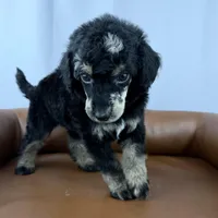 Summit, a male Poodle - Standard  for sale in Huntington, WV – Photo 3 of 7