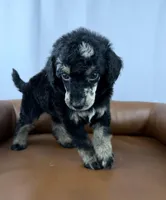 Summit, a male Poodle - Standard  for sale in Huntington, WV – Photo 3 of 7