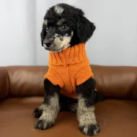 Summit, a male Poodle - Standard  for sale in Huntington, WV – Photo 6 of 7