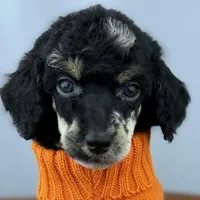 Summit, a male Poodle - Standard  for sale in Huntington, WV – Photo 1 of 7