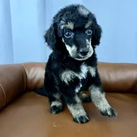 Summit, a male Poodle - Standard  for sale in Huntington, WV – Photo 7 of 7