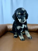 Summit, a male Poodle - Standard  for sale in Huntington, WV – Photo 7 of 7