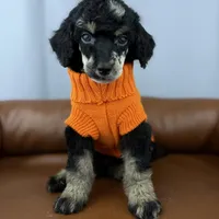 Summit, a male Poodle - Standard  for sale in Huntington, WV – Photo 5 of 7