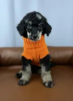 Summit, a male Poodle - Standard  for sale in Huntington, WV – Photo 5 of 7