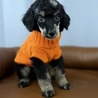 Summit, a male Poodle - Standard  for sale in Huntington, WV – Photo 4 of 7