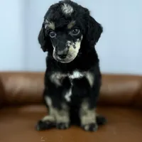 Summit, a male Poodle - Standard  for sale in Huntington, WV – Photo 2 of 7