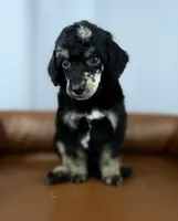 Summit, a male Poodle - Standard  for sale in Huntington, WV – Photo 2 of 7