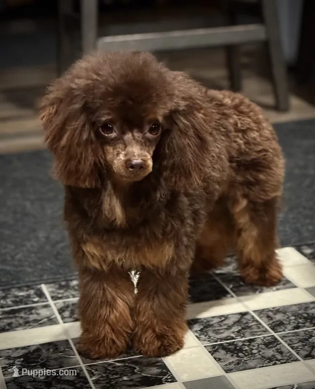 Romeo – Poodle - Toy  puppy for sale in Huntington, WV