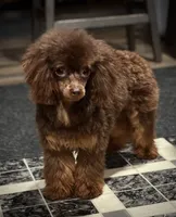 Romeo, a male Poodle - Toy  for sale in Huntington, WV – 1 of 2