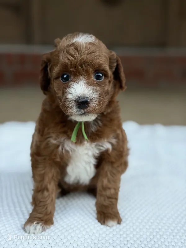 Green – Poodle - Miniature  puppy for sale in Huntington, WV