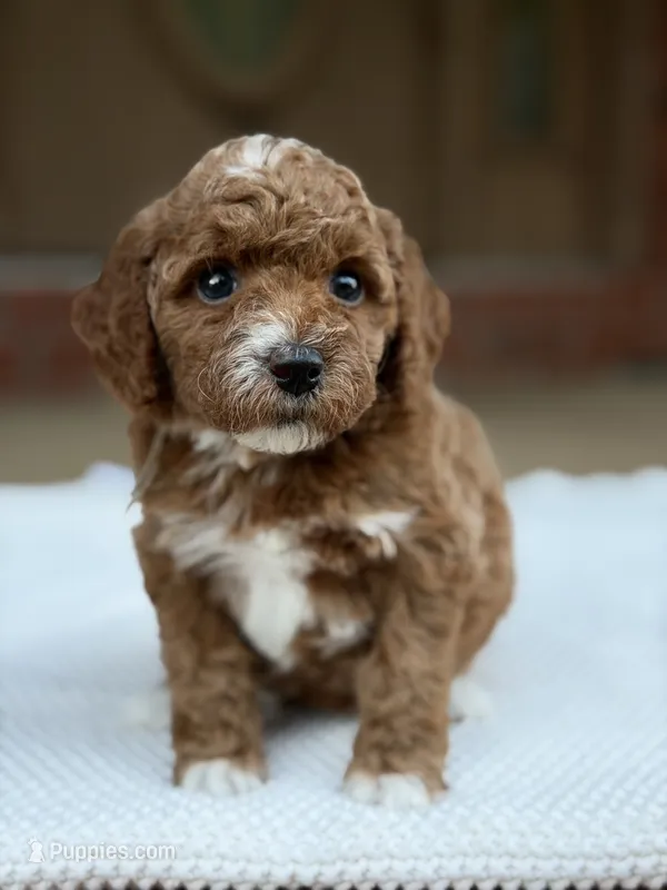 Gray – Poodle - Miniature  puppy for sale in Huntington, WV