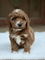 Gray, a female Poodle - Miniature  for sale in Huntington, WV – 1 of 1