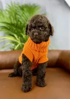 Mocha, a female Poodle - Miniature  for sale in Huntington, WV – Photo 4 of 4