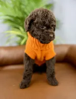 Mocha, a female Poodle - Miniature  for sale in Huntington, WV – Photo 2 of 4